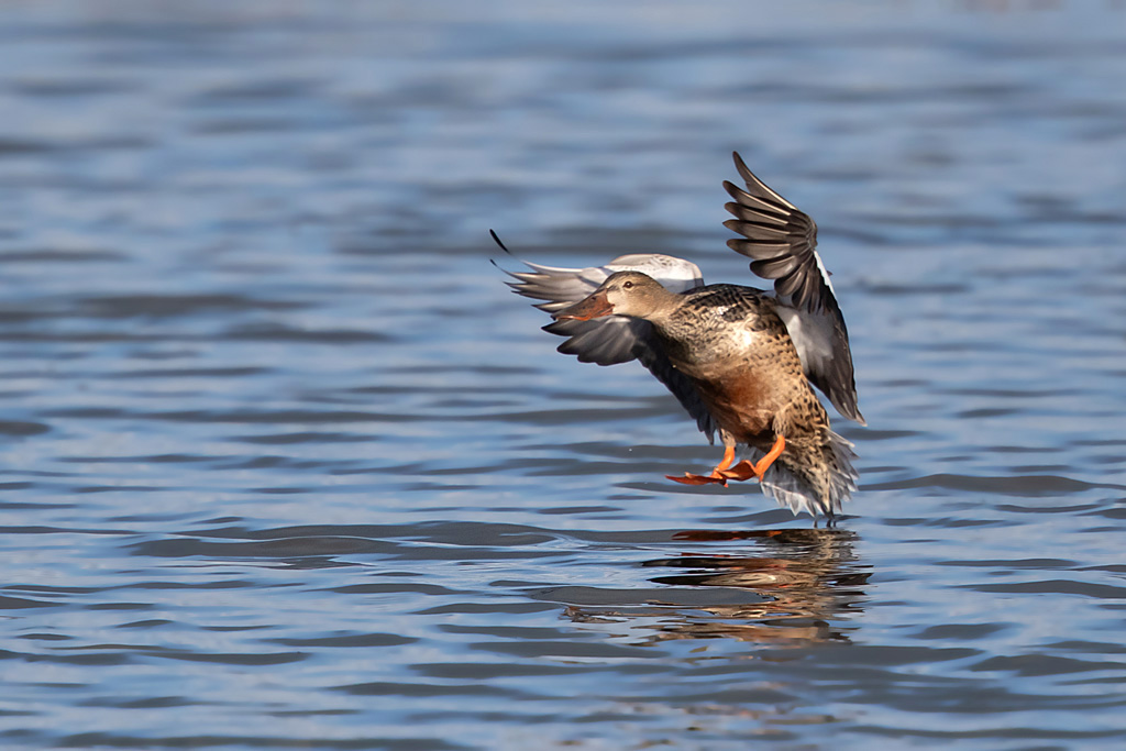 canard souchet 2.jpg