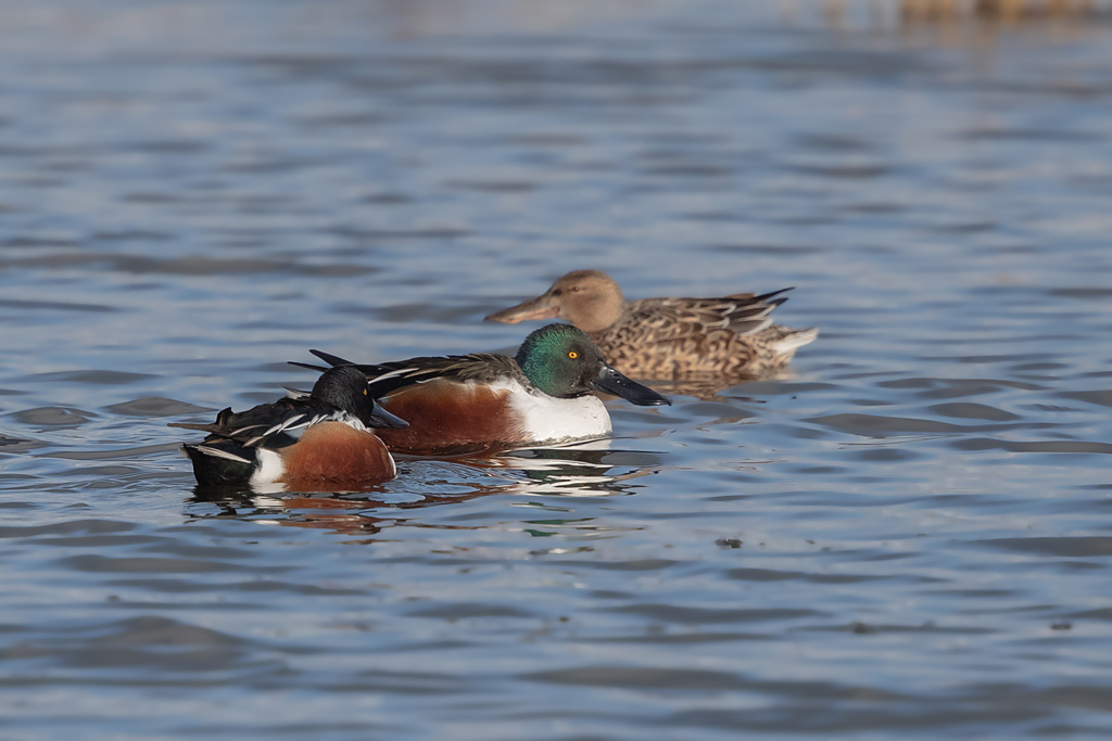 canard souchet 3.jpg