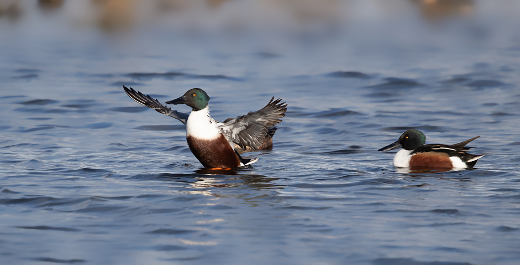 canard souchet 7.jpg