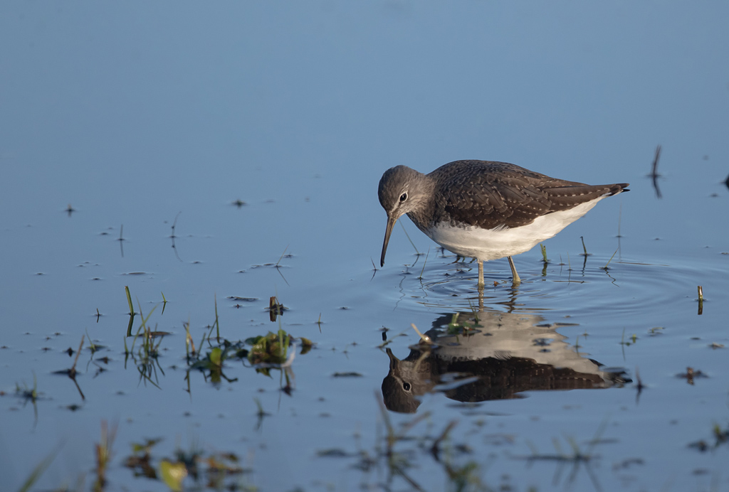 chevalier culblanc.jpg