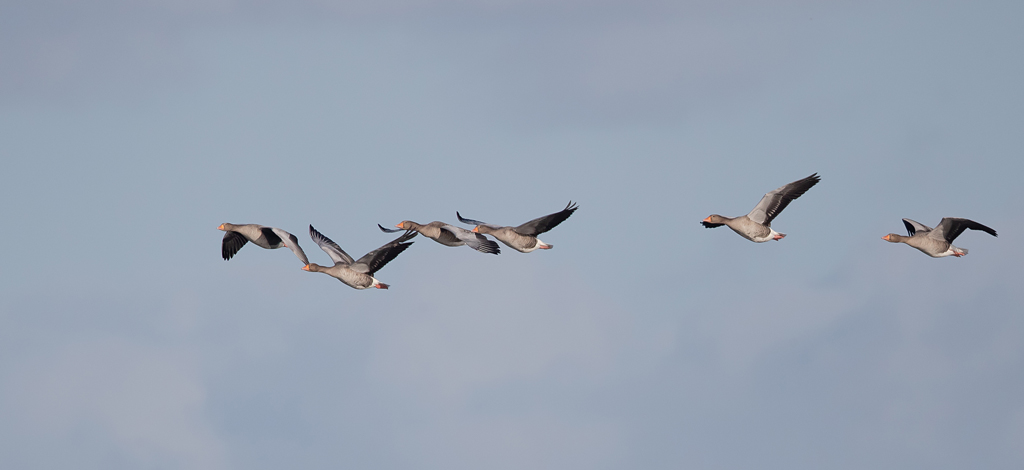 oies cendrées 3.jpg