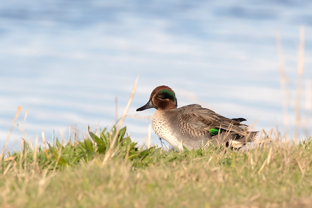 sarcelle d'hiver 6.jpg