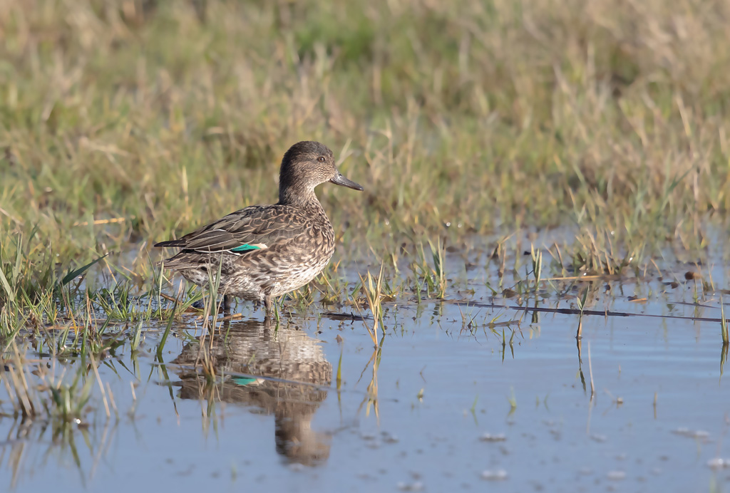 sarcelle d'hiver 7.jpg