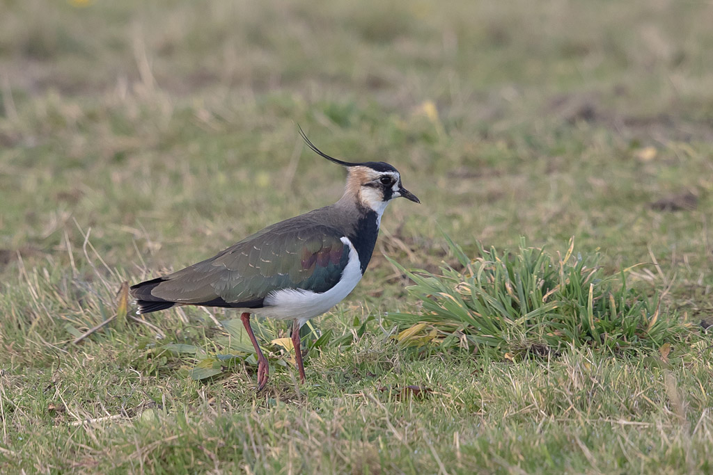 vanneau huppé 3.jpg