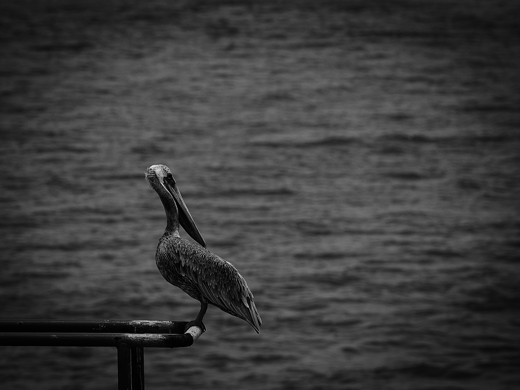 Pelican2.jpg