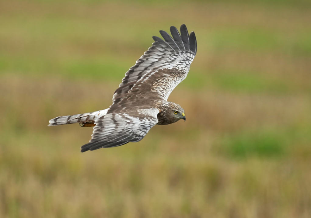 129 Busard d'orient - Tathon(t).JPG