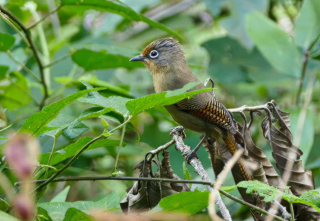 130 Actinodure de Ramsay - Doi Ang Khang(t).jpg
