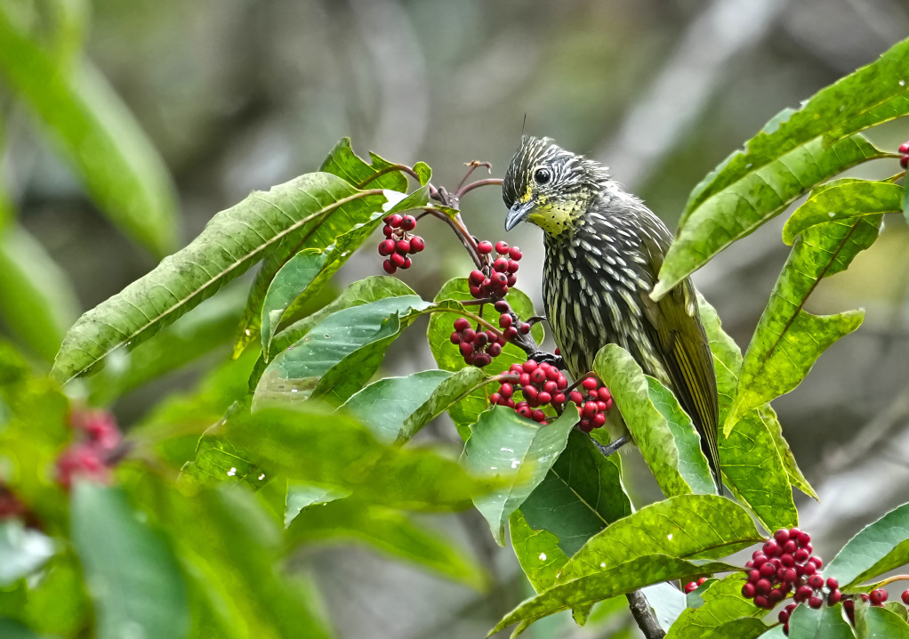 132 Bulbul strié - Doi Lang(t).JPG
