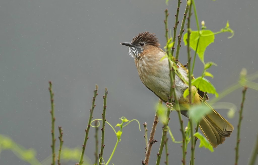 133 Bulbul de Mac Clelland - Doi A K(t)-2.JPG