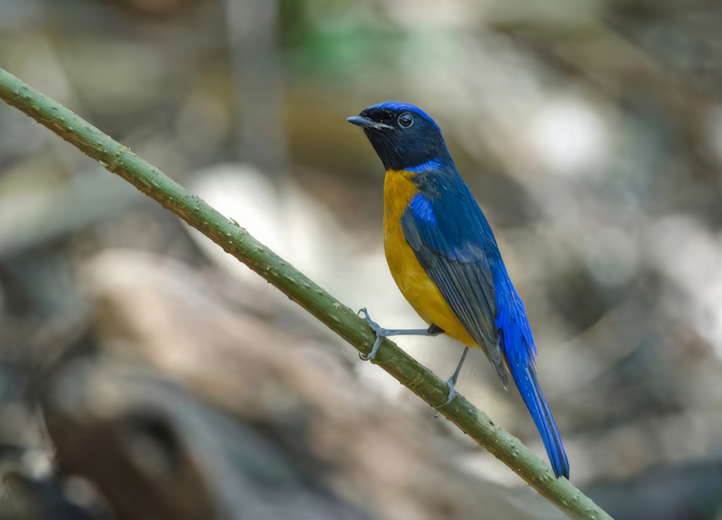 134 Gobemouche sundara - Doi lang (t).jpg