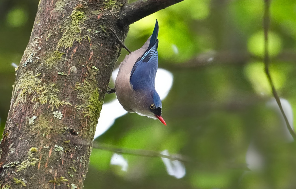 136 Sittelle veloutée - Doi Lang(t).JPG