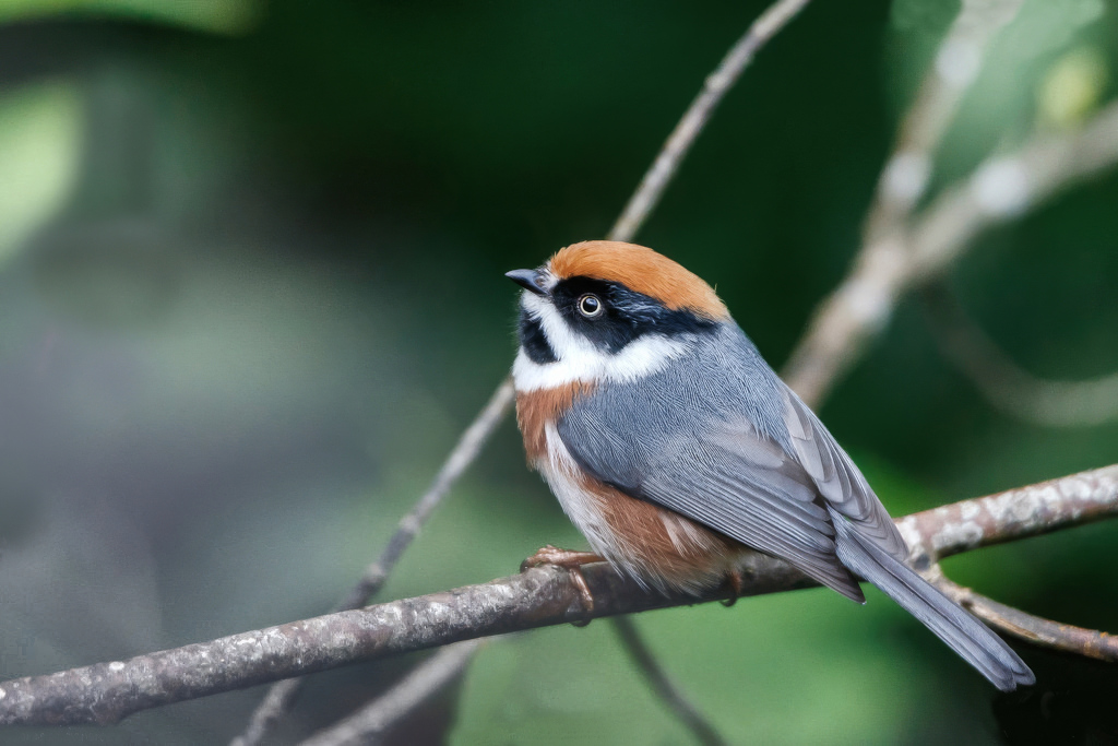 137 Orite à tête rousse- Doi Lang(t).jpg