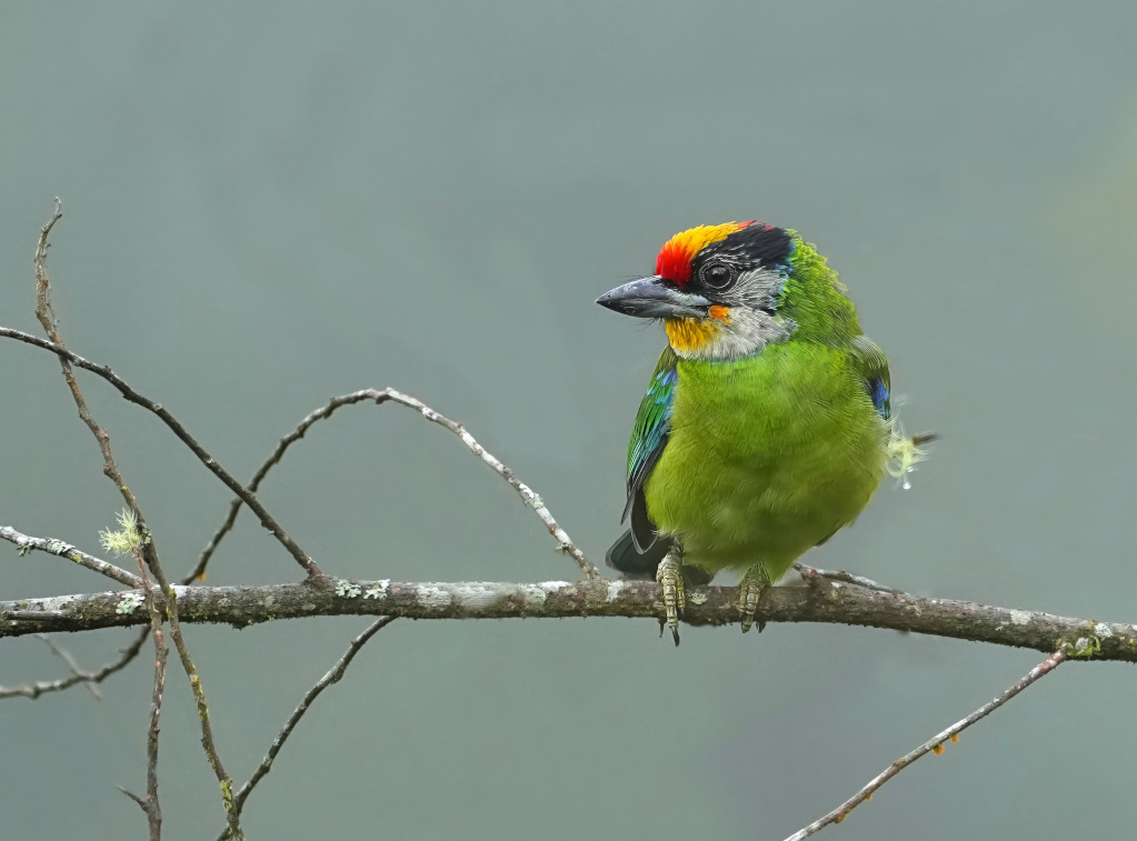 138 Barbu de Franklin - Doi Ang Khang(t).JPG