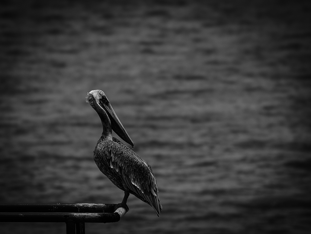 Pelican3.jpg