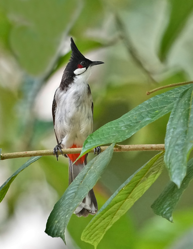 154 Bulbul orphée - Chiang Dao(t).JPG