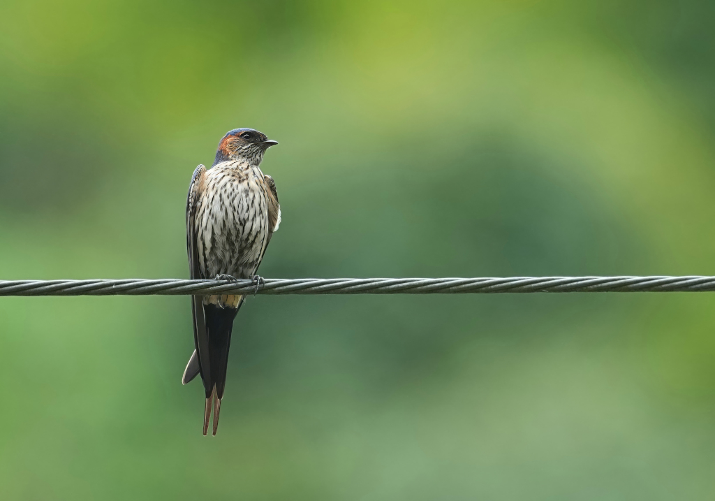159 Hirondelle striolée - Chian Dao(t).JPG