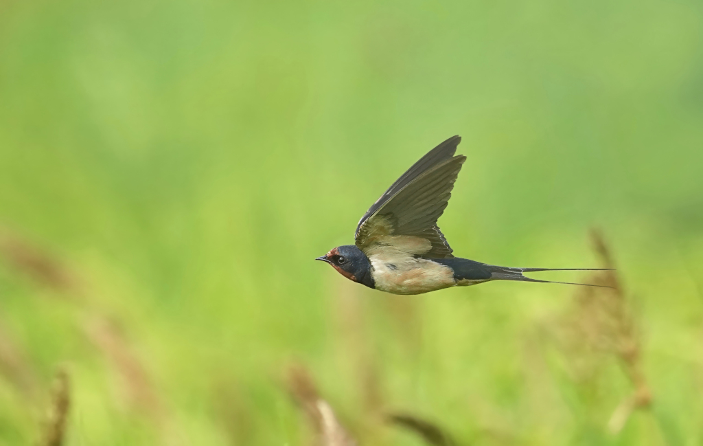 160 Hirondelle rustique - Chiang mai(t).JPG