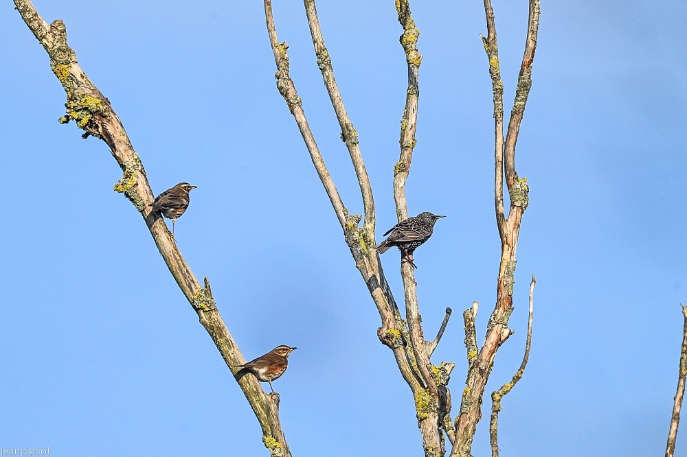 N4 grives mauvis et etourneaux.JPG