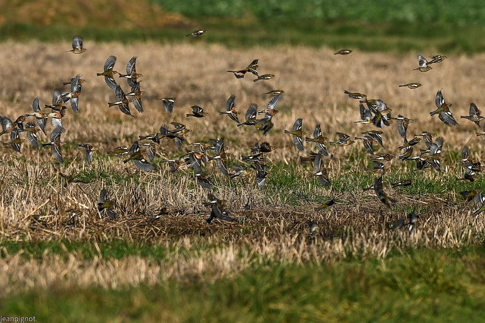 DSC_3001_001DSC_3001_03.JPG