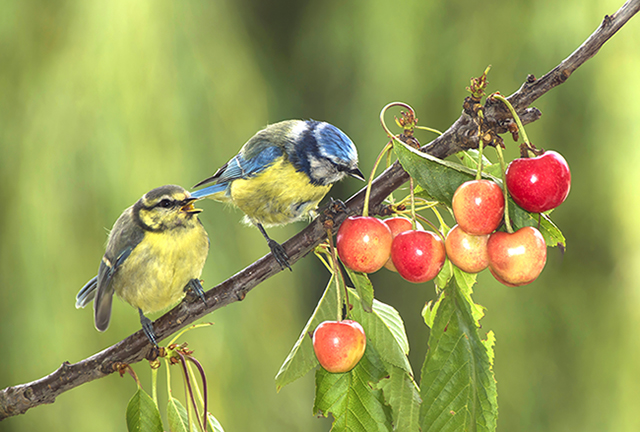 Jean-Claude Ortiz. Mésanges (1).jpg