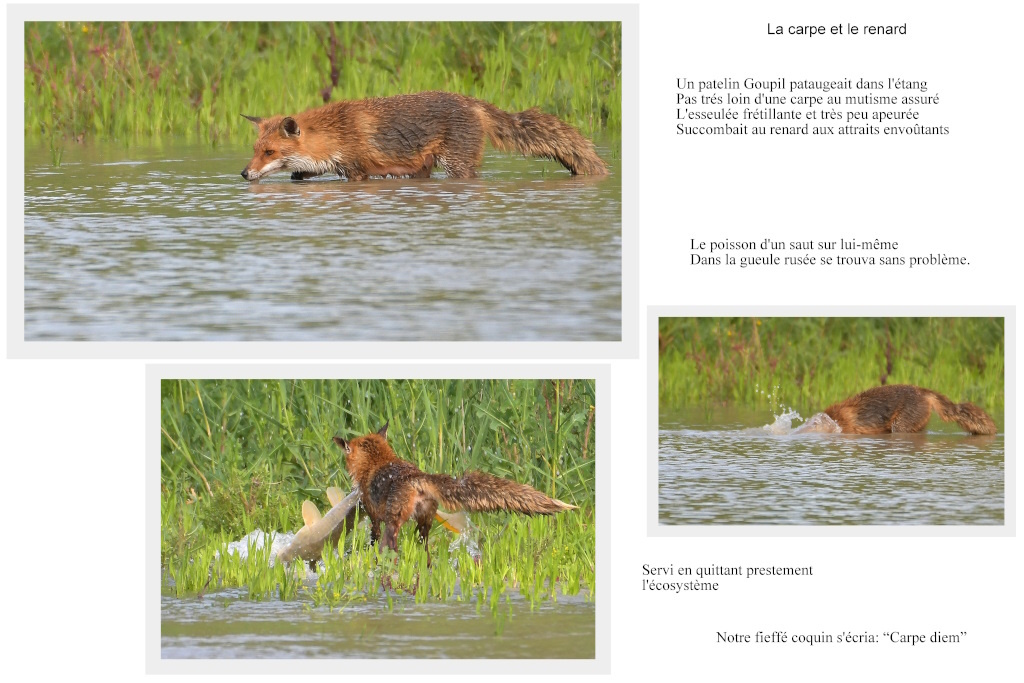 La carpe et le renard IN.jpg