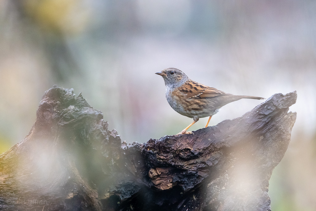 Image et Nature-1-159.jpg