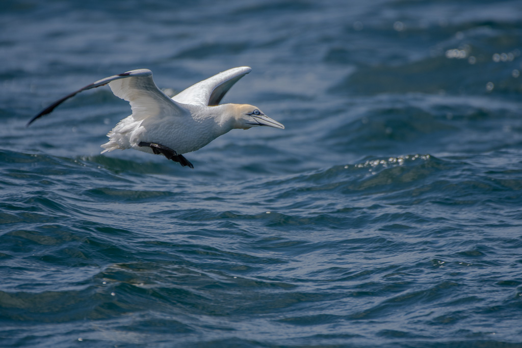 -05- Mai 2025.  Fou de Bassan.jpg