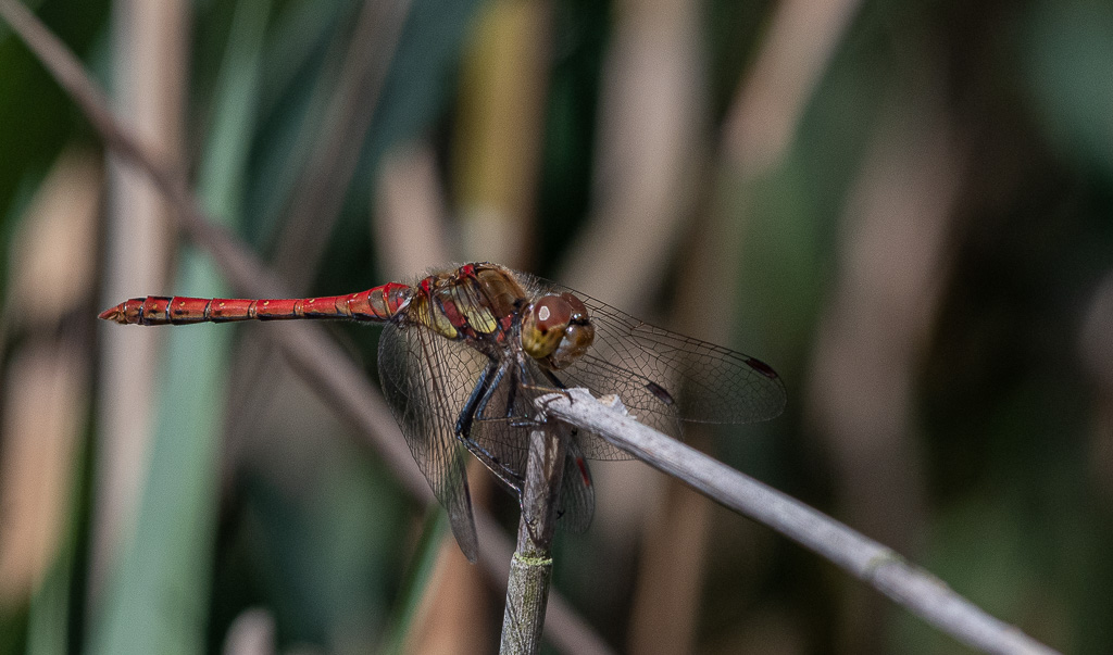 -08- Août 2025. Libellule Sympéthrum strié (Sympetrum striolatum).jpg