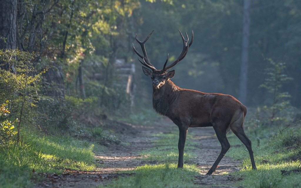 -10- Septembre 2025. Brame cerf Fontainebleau..jpg