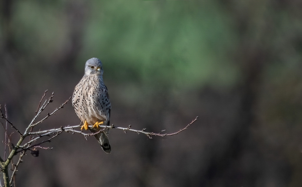 -12- Décembre 2025. Faucon crécerelle mâle..jpg