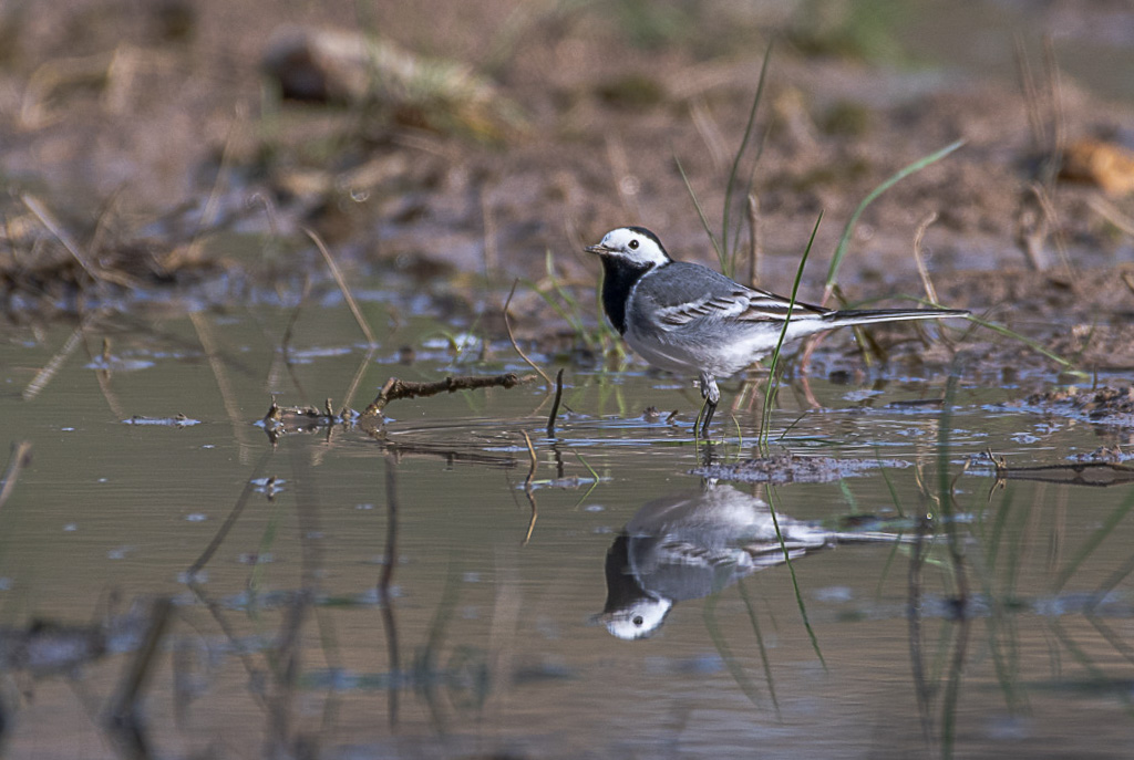 -02- Février 2025. Bergeronnette grise.jpg