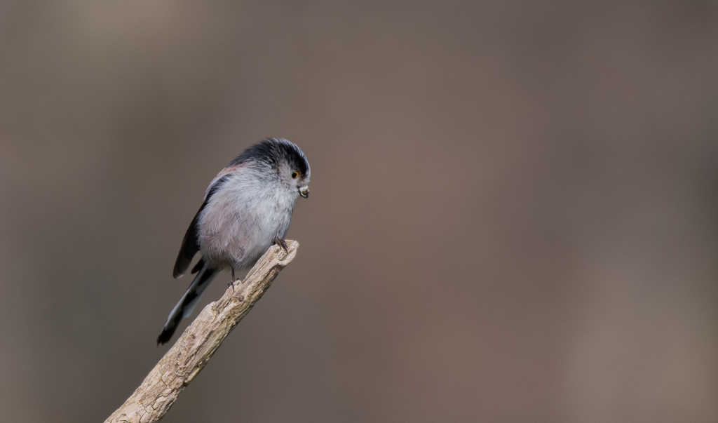 -03- Mars 2025. Orite à longue queue.jpg