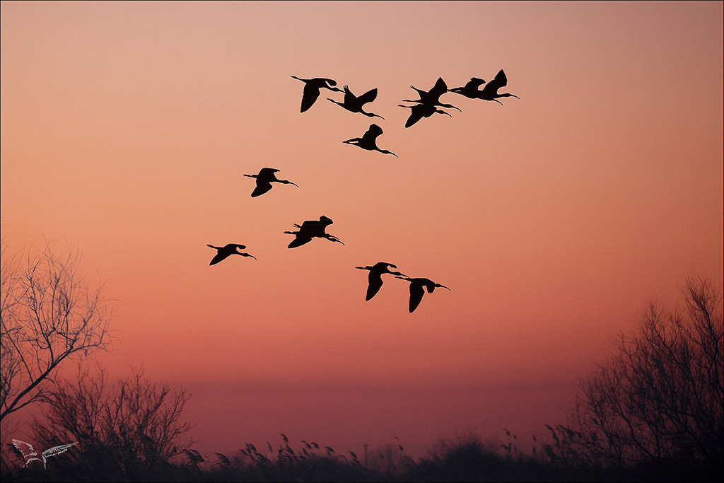Ibis falcinelle  vol.jpg