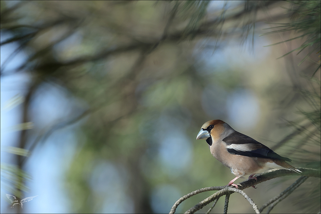 Gros-bec casse-noyau_.JPG