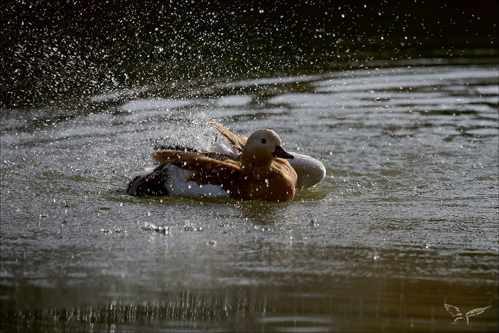 Tadorne casarca-Bois marquis.jpg