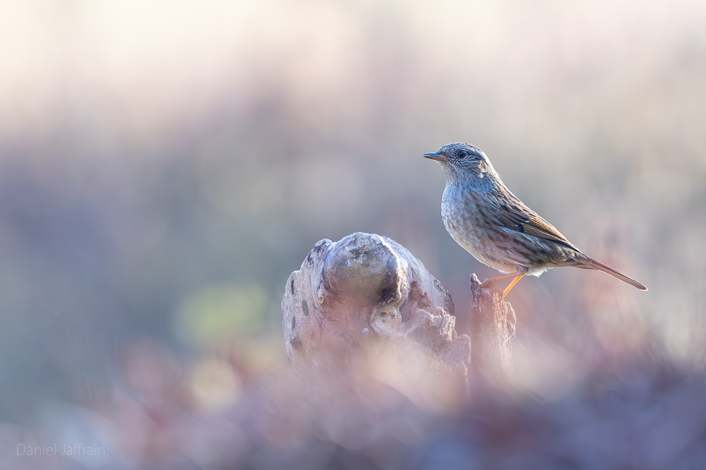 Image et Nature-1-160.jpg