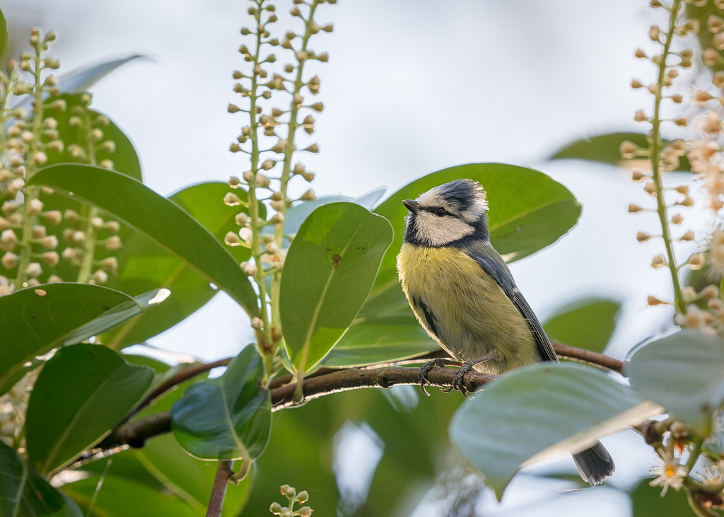 Mésange BL_1 - Copie.jpg