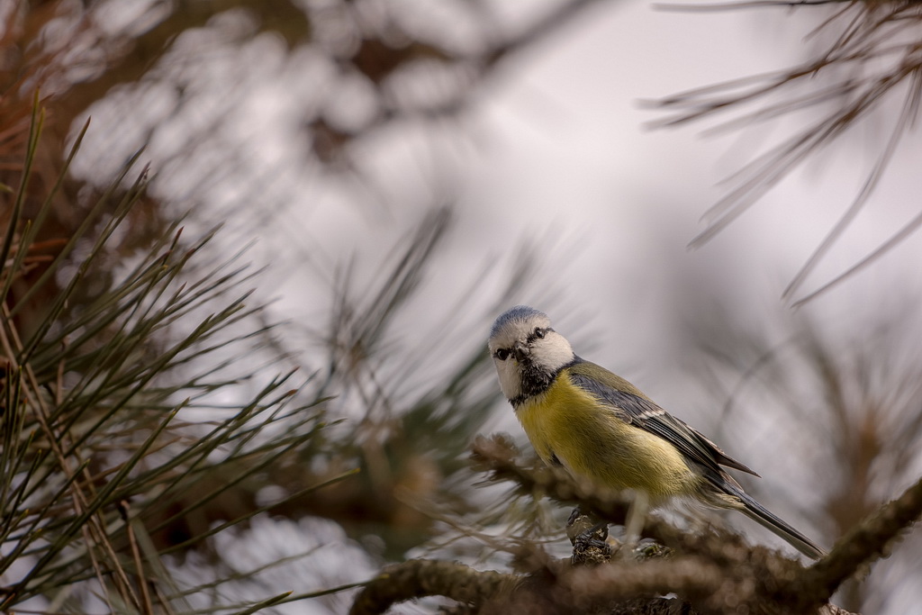 Mésange BL_2 - Copie.jpg