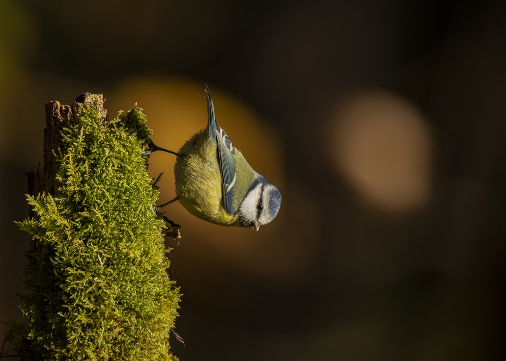 mesange bleue 3   28 novembre  2021 (Copier).jpg