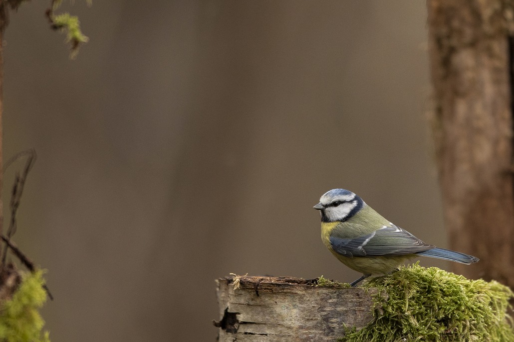 mesange bleue  2    décembre  2021 (Copier).jpg