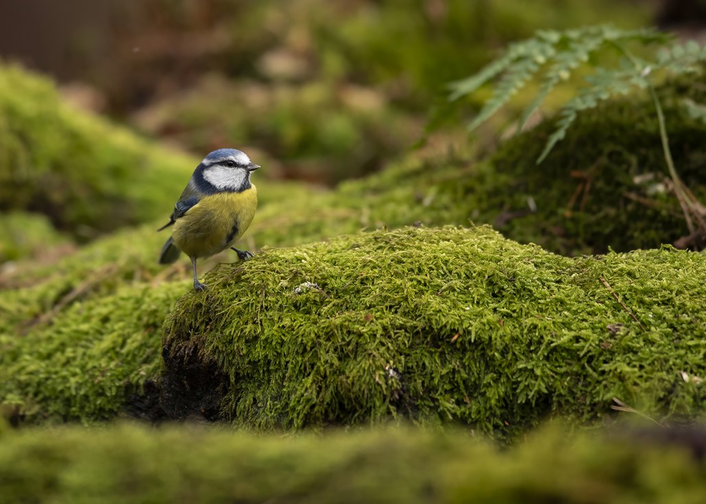 mesange bleue  4   décembre  2021 (Copier).jpg