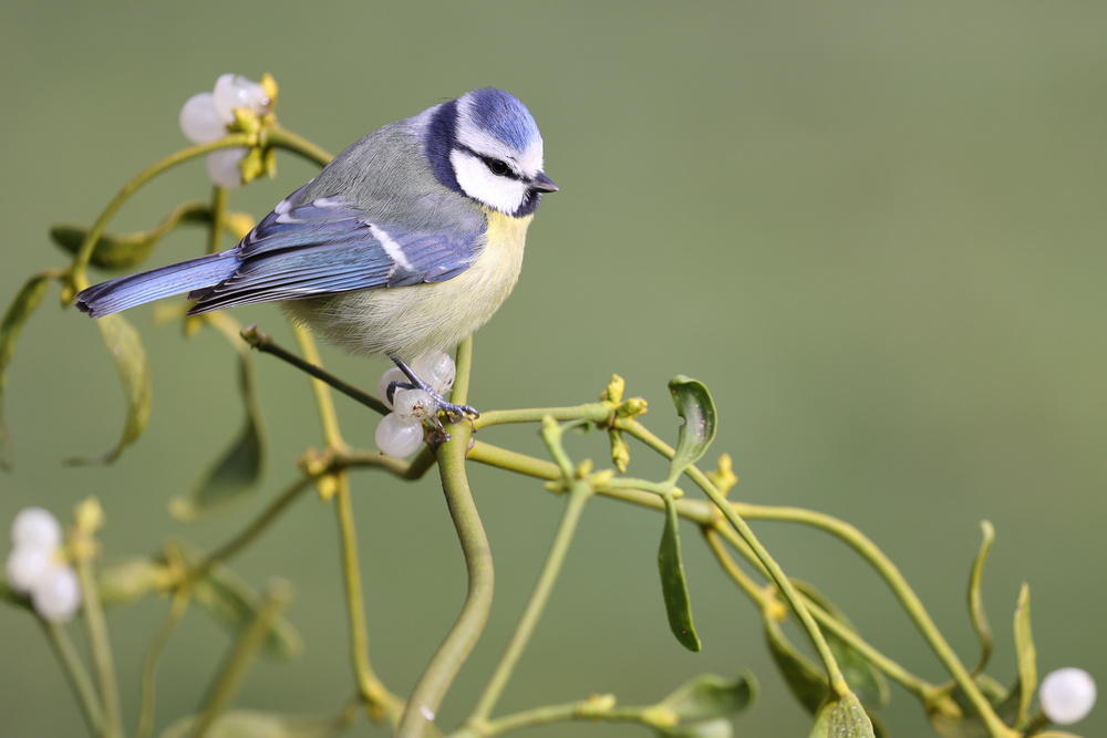 Mésange bleue 1.jpg