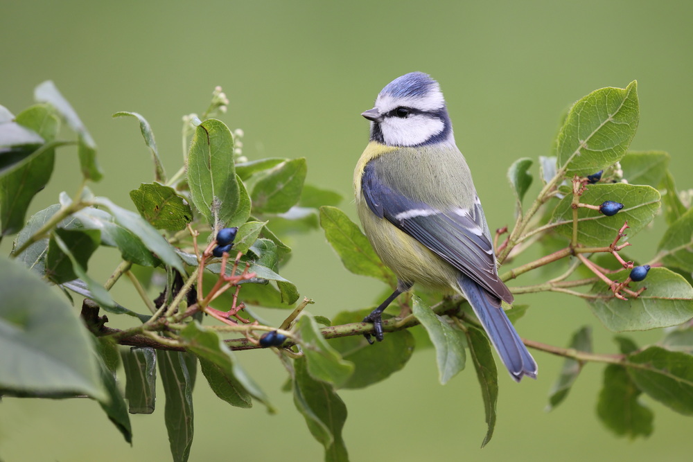Mésange bleue 2.JPG