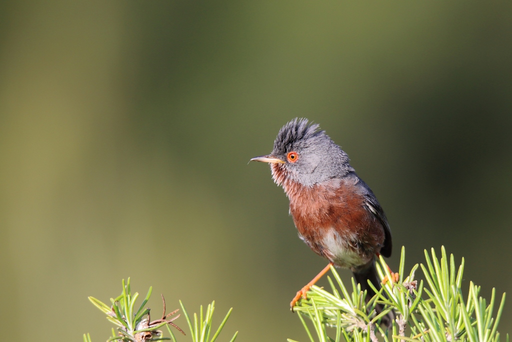 04 Fauvette Pitchou.JPG