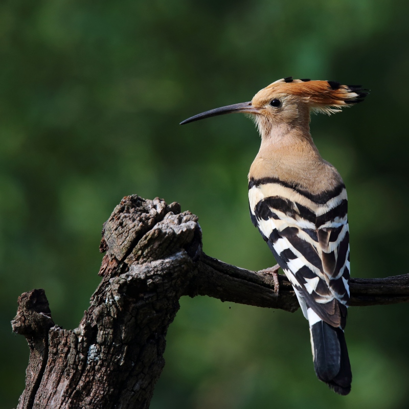 06 Huppe fasciée.JPG
