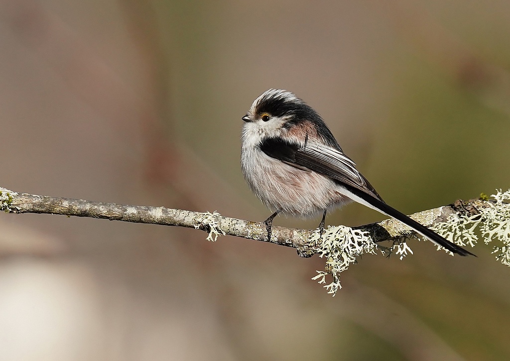 Mésange à longue  Que.JPG