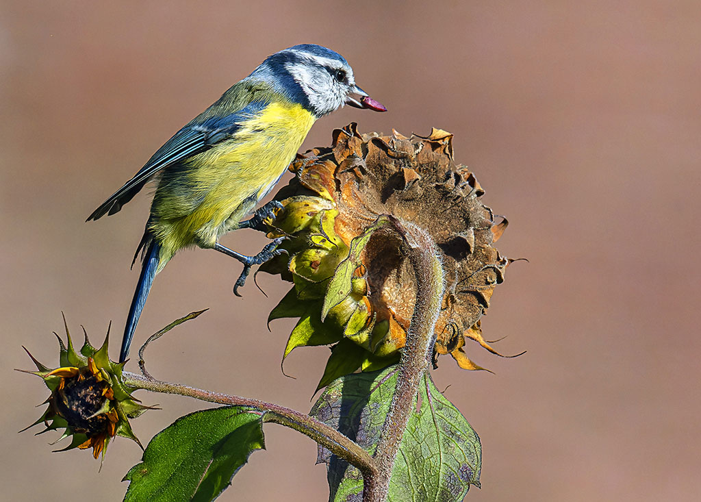 Mésange bleue 2.jpg