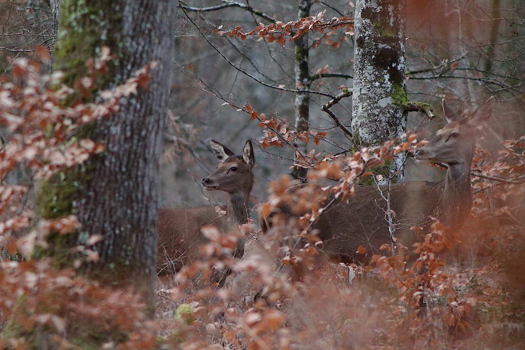 biche et hère.JPG