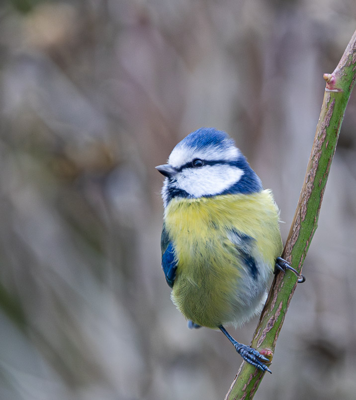 013A9245-Avec accentuation-Bruit.jpg