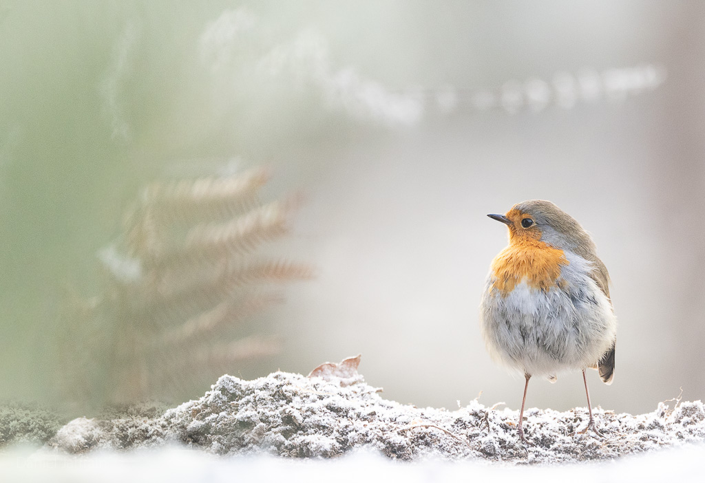 Image et Nature-1-166.jpg